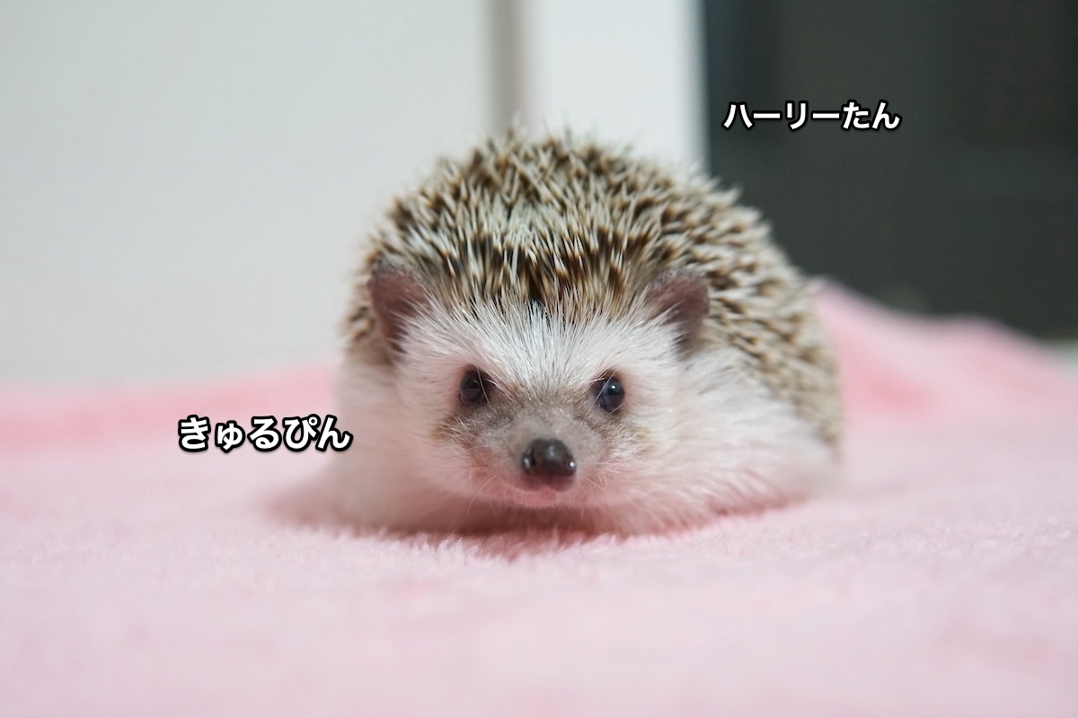 f:id:chikojirou:20210915215802j:plain