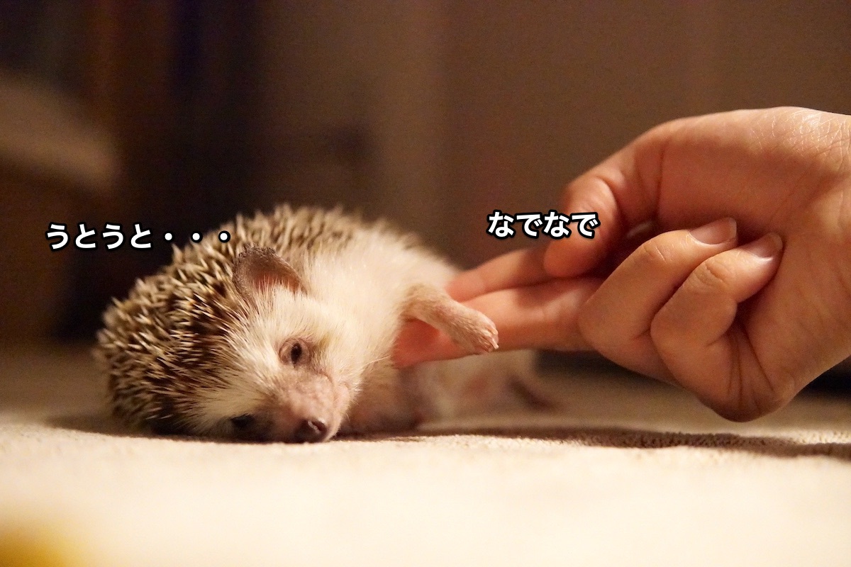 f:id:chikojirou:20210915215804j:plain