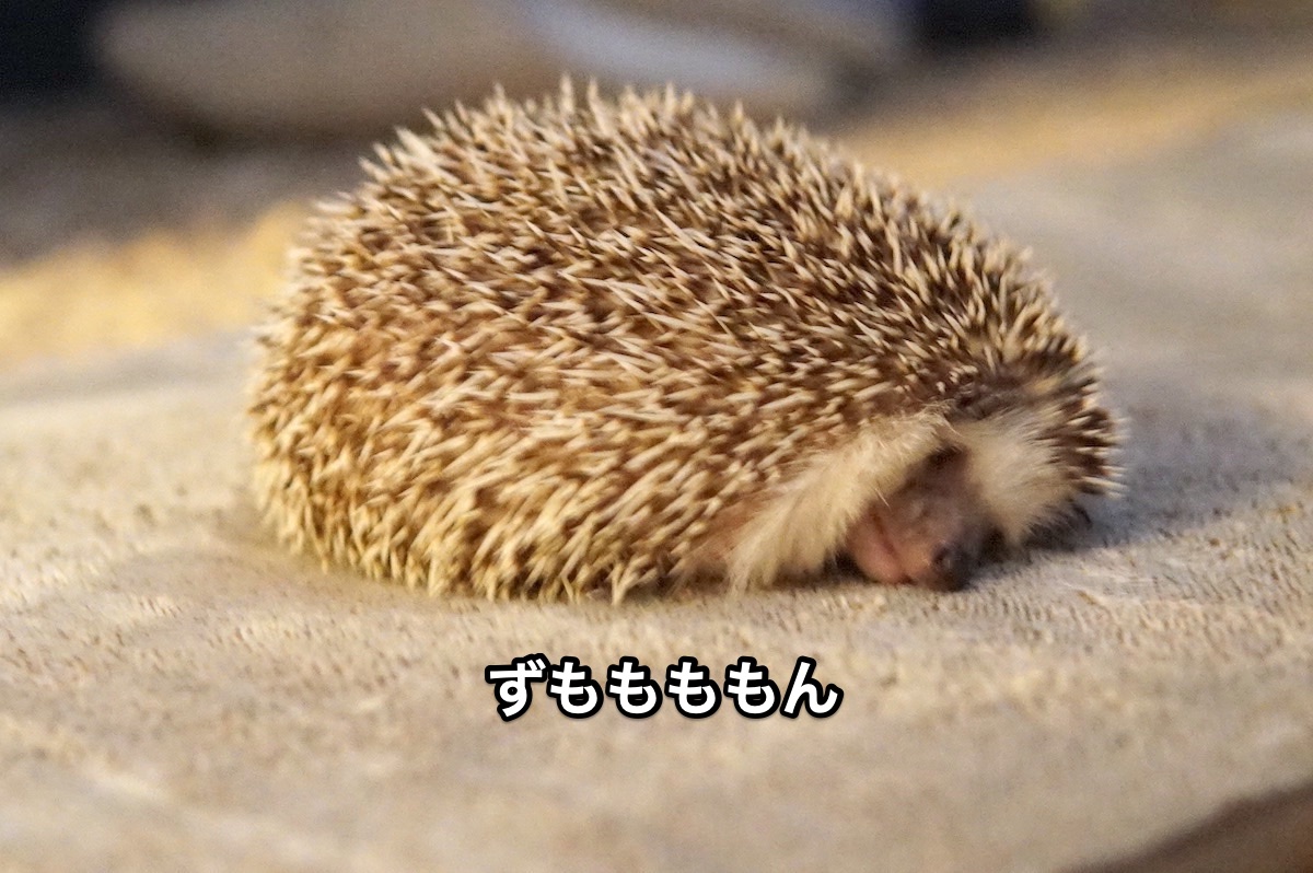 f:id:chikojirou:20210915215807j:plain