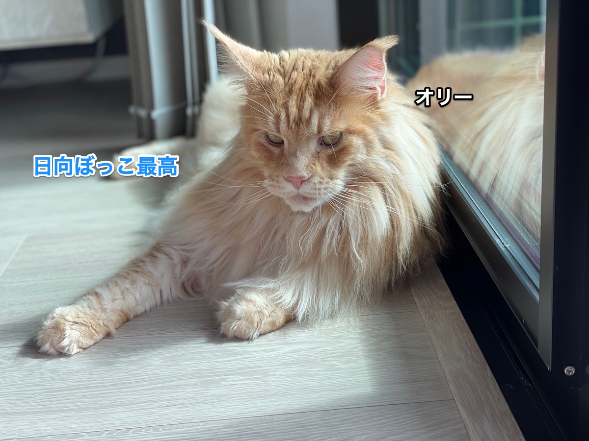 f:id:chikojirou:20210916210357j:plain