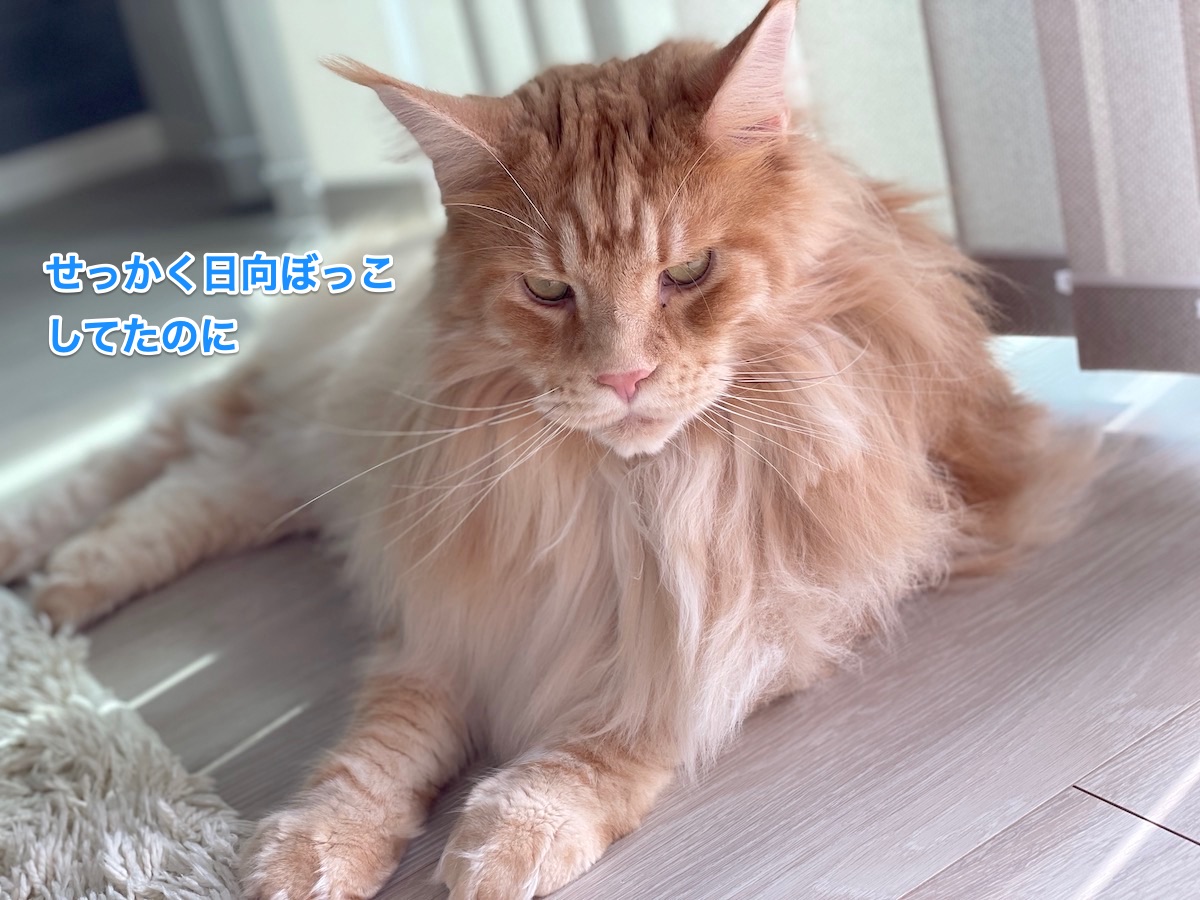 f:id:chikojirou:20210916210406j:plain