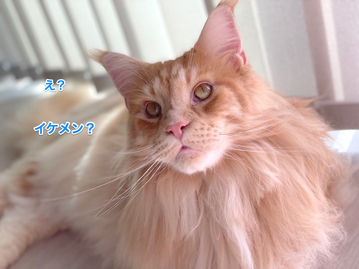 f:id:chikojirou:20210916210409j:plain