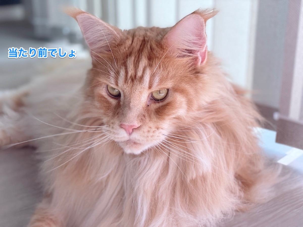 f:id:chikojirou:20210916210411j:plain