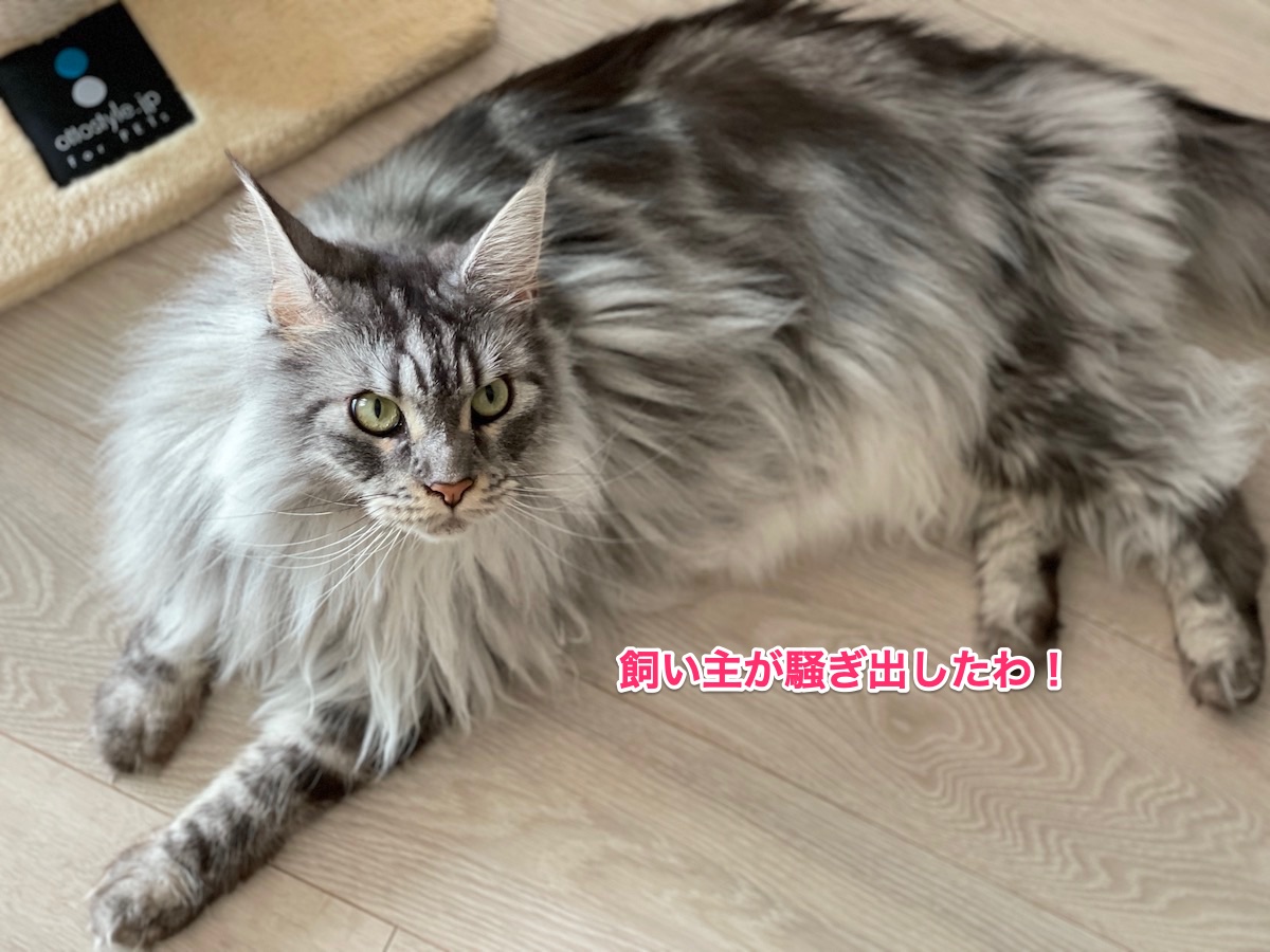 f:id:chikojirou:20210916210417j:plain