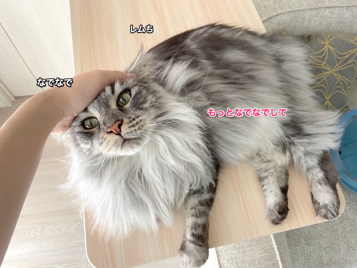f:id:chikojirou:20210918210322j:plain