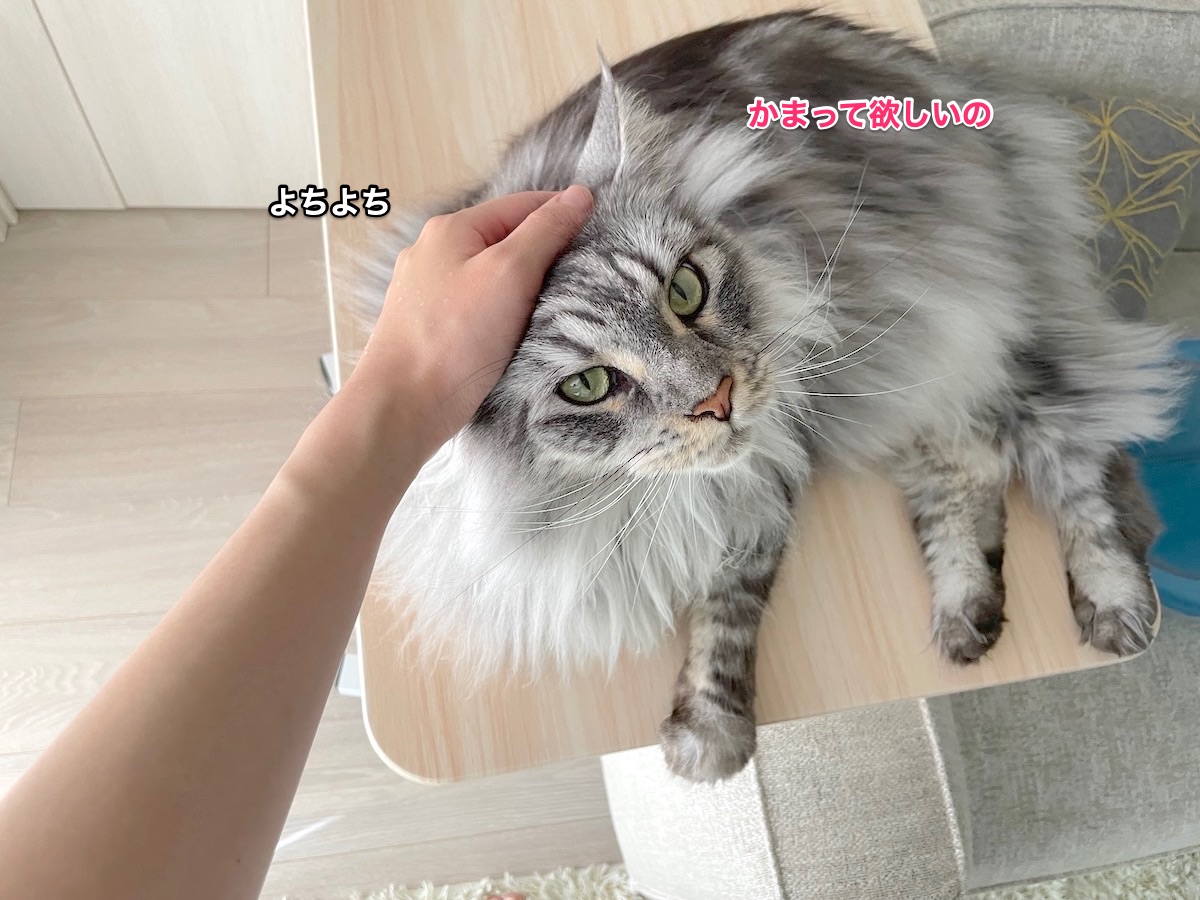 f:id:chikojirou:20210918210325j:plain
