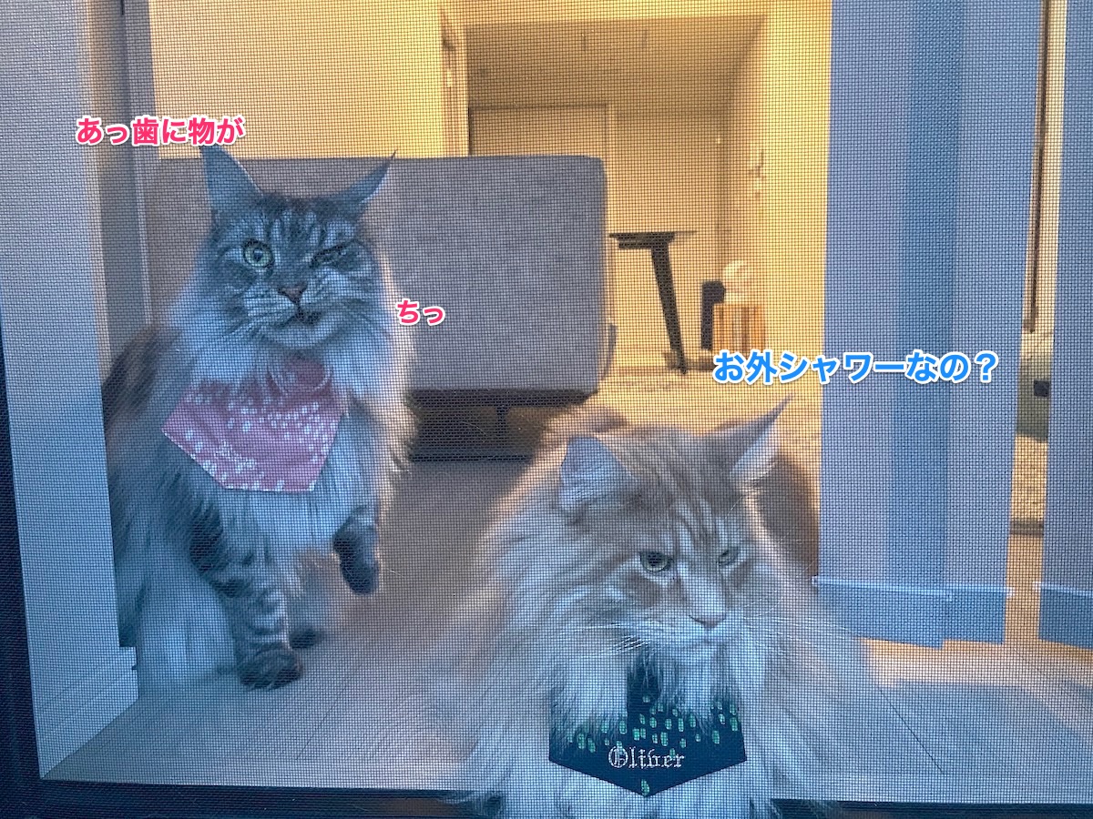 f:id:chikojirou:20210918210330j:plain