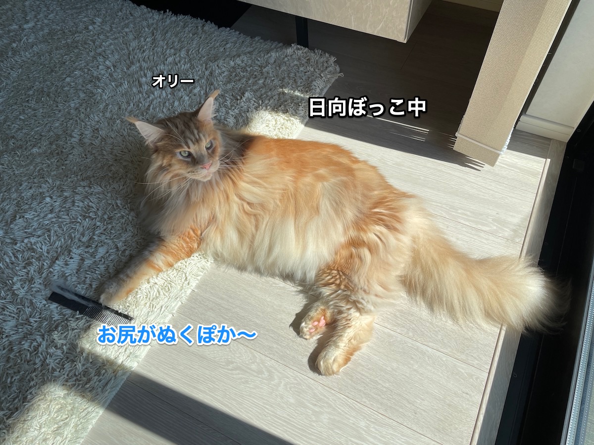 f:id:chikojirou:20210919211214j:plain