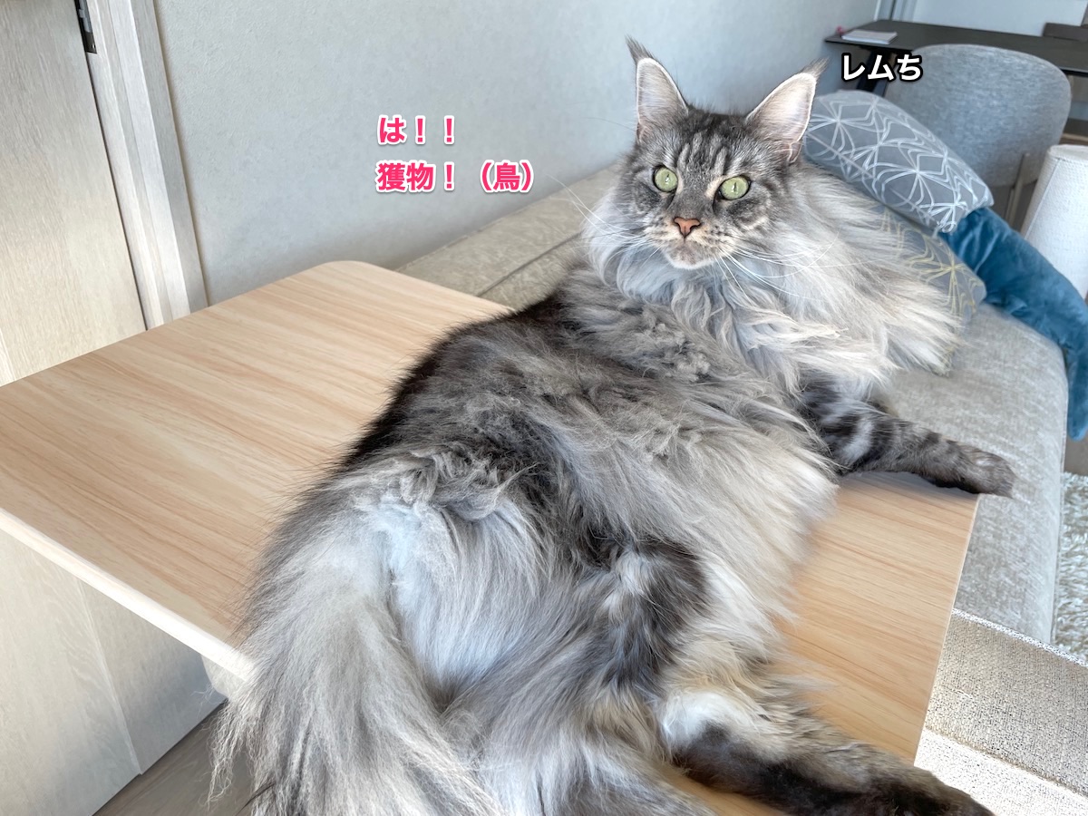 f:id:chikojirou:20210919211217j:plain