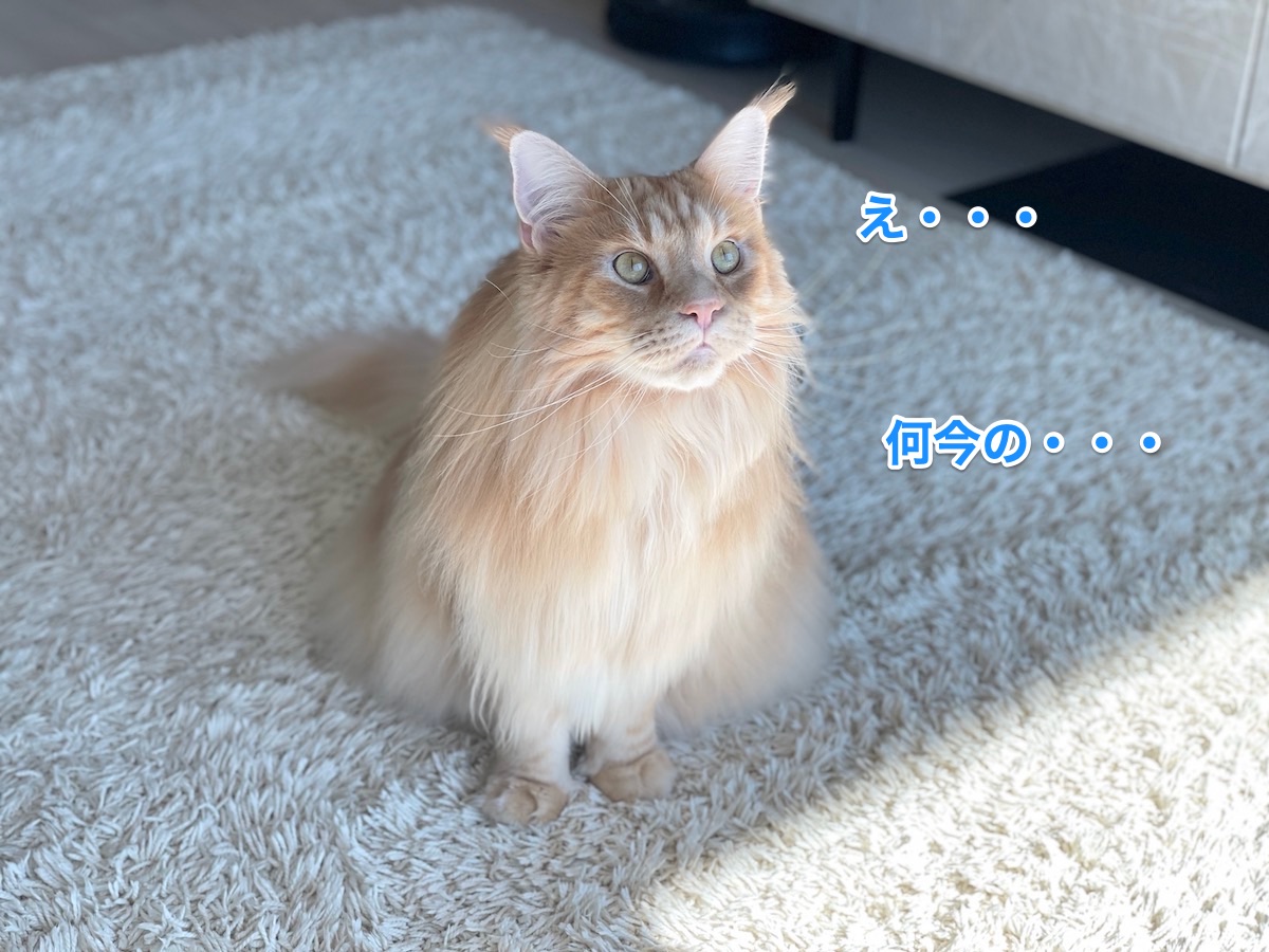f:id:chikojirou:20210920213222j:plain