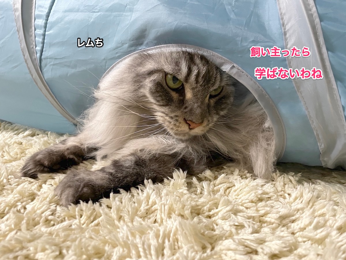f:id:chikojirou:20210920213236j:plain