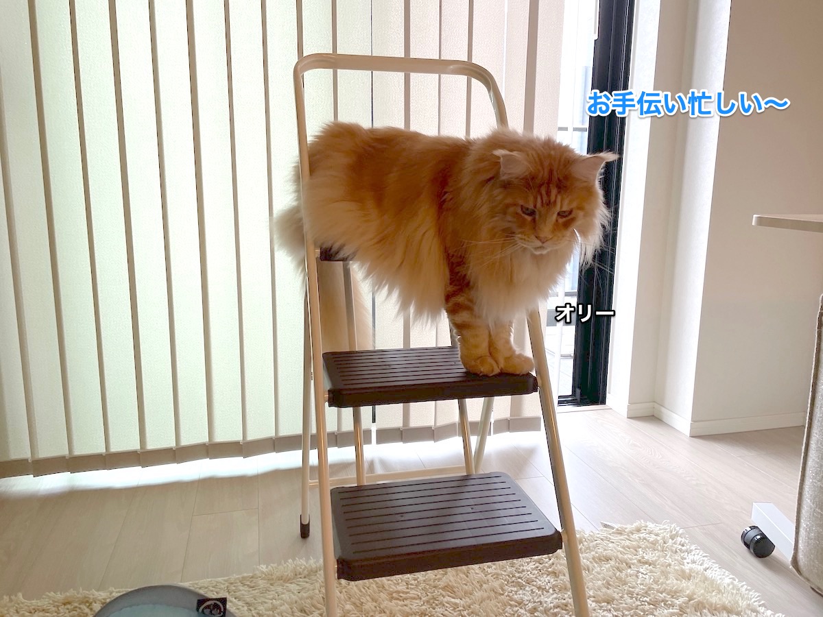 f:id:chikojirou:20210925204957j:plain