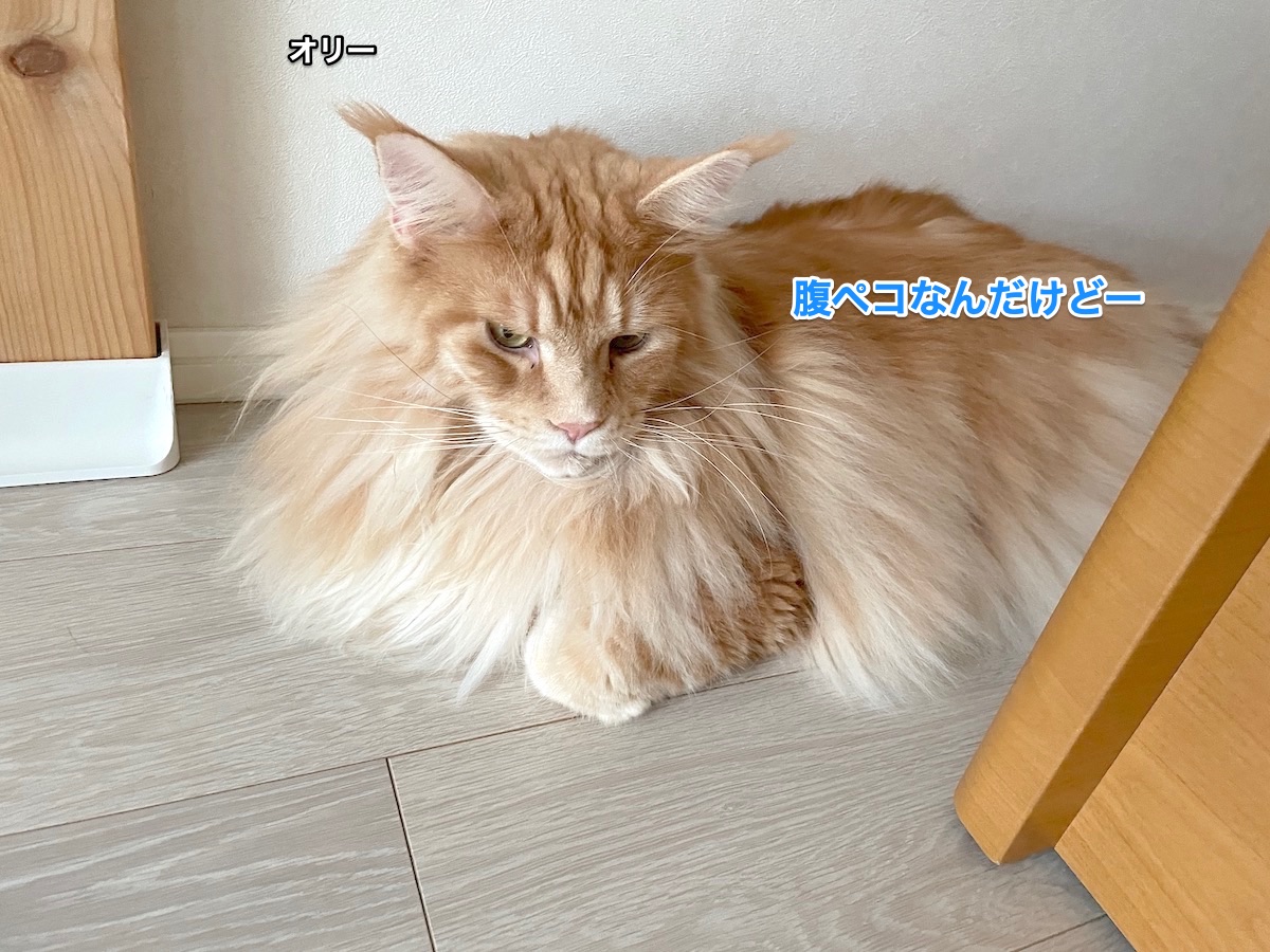 f:id:chikojirou:20210927211419j:plain
