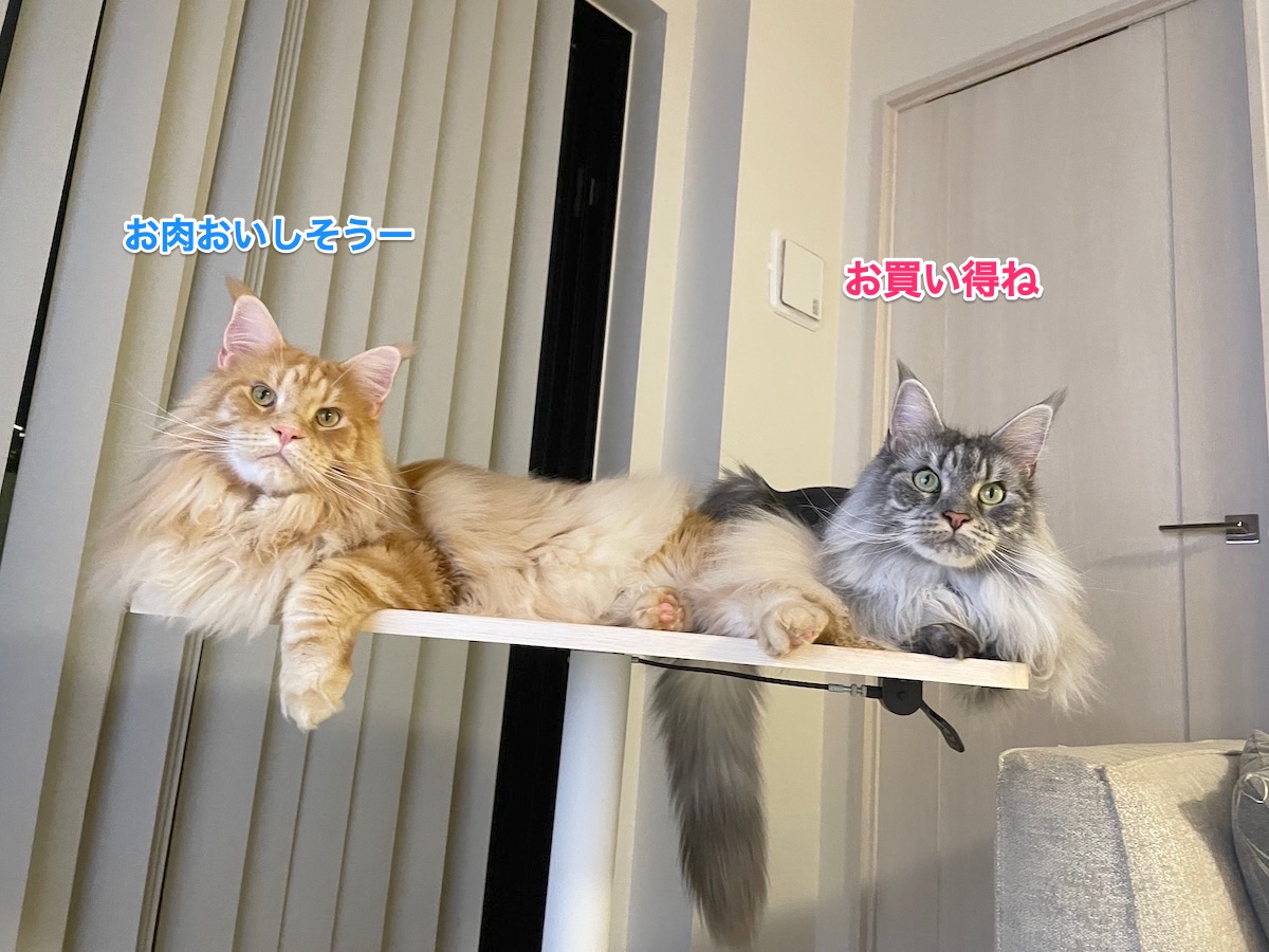 f:id:chikojirou:20210929182720j:plain