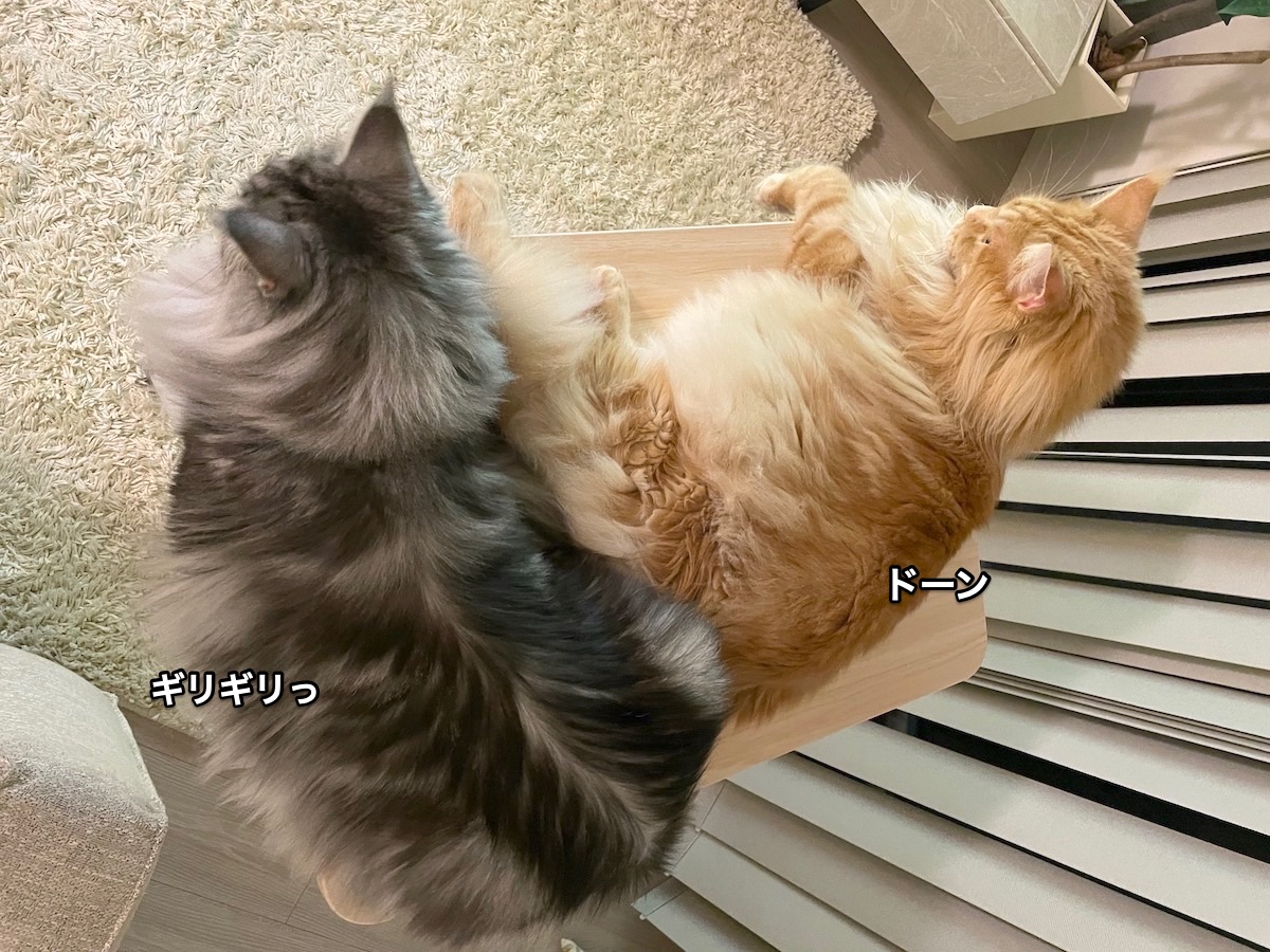 f:id:chikojirou:20210929182722j:plain