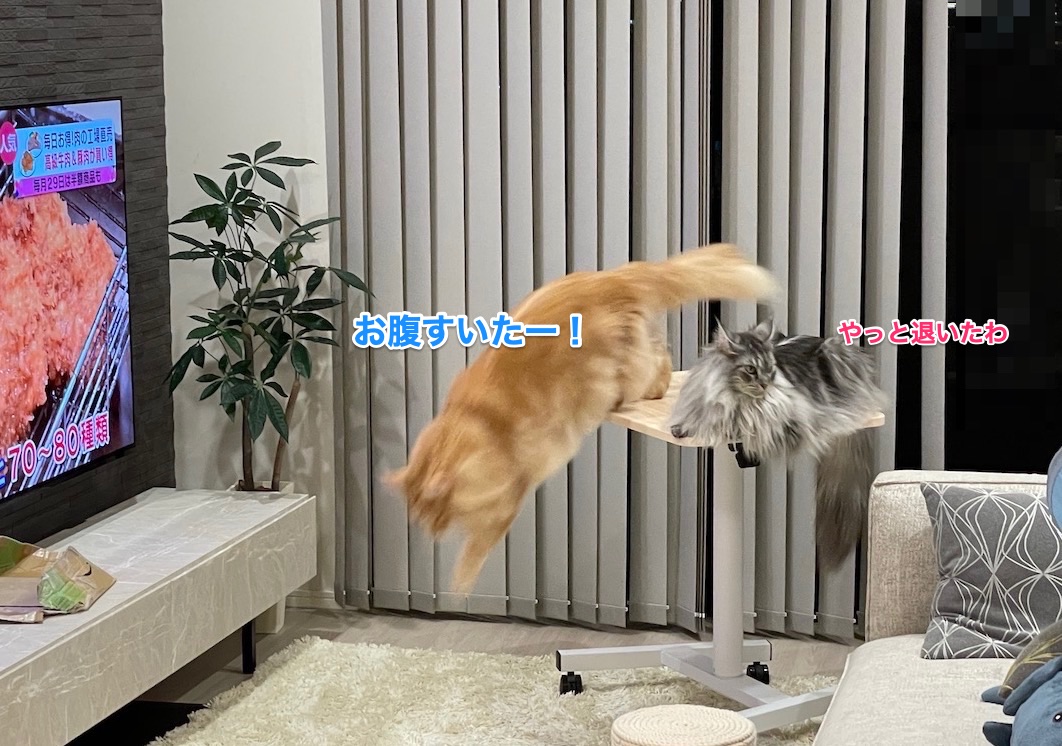 f:id:chikojirou:20210929182727j:plain