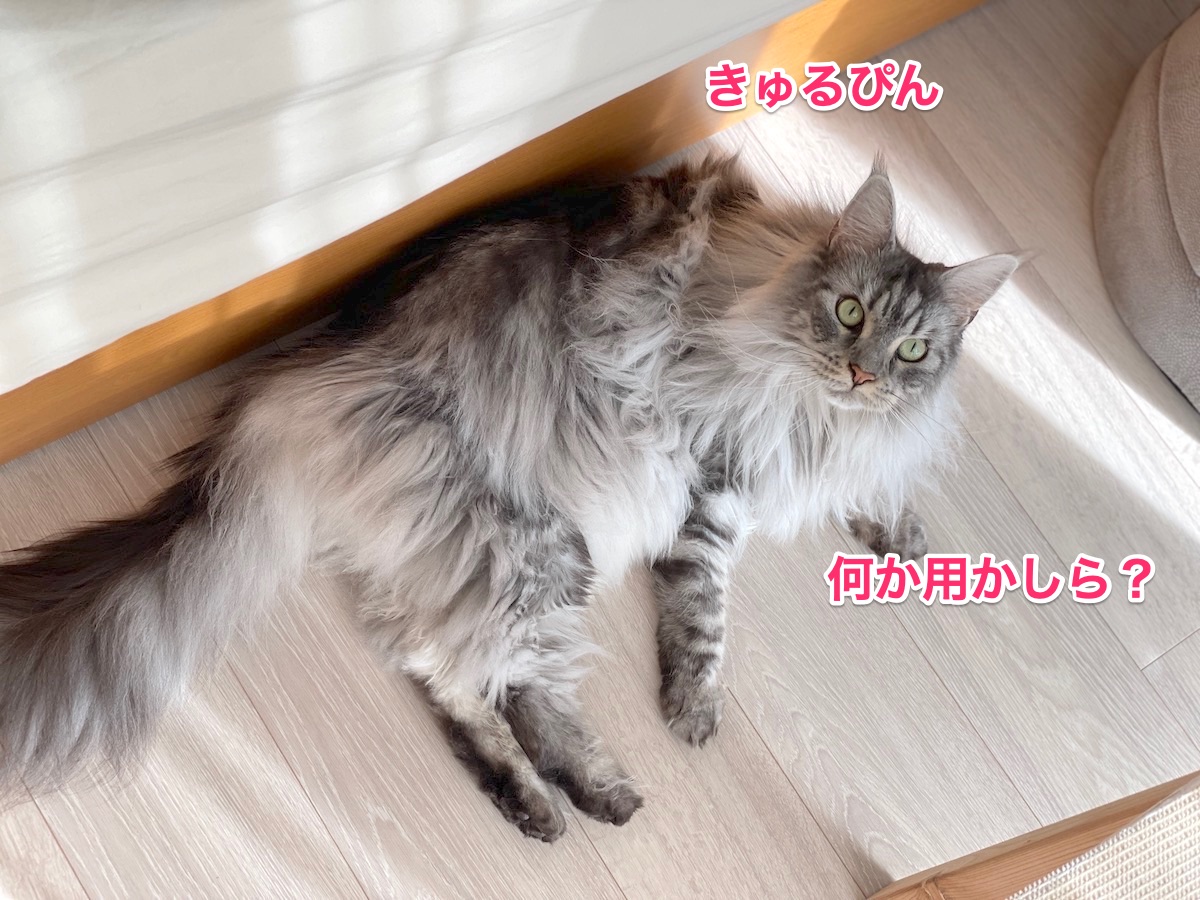 f:id:chikojirou:20210930215828j:plain