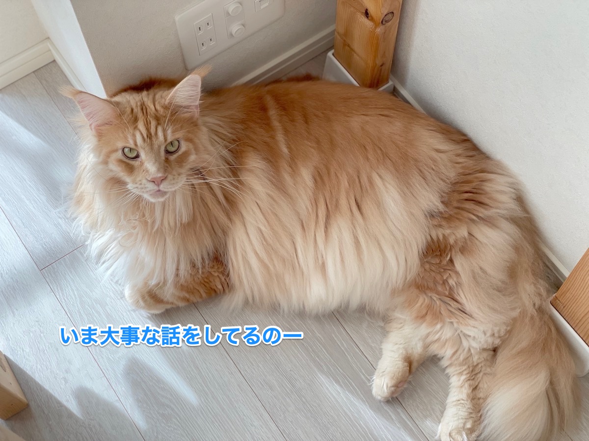 f:id:chikojirou:20210930215831j:plain
