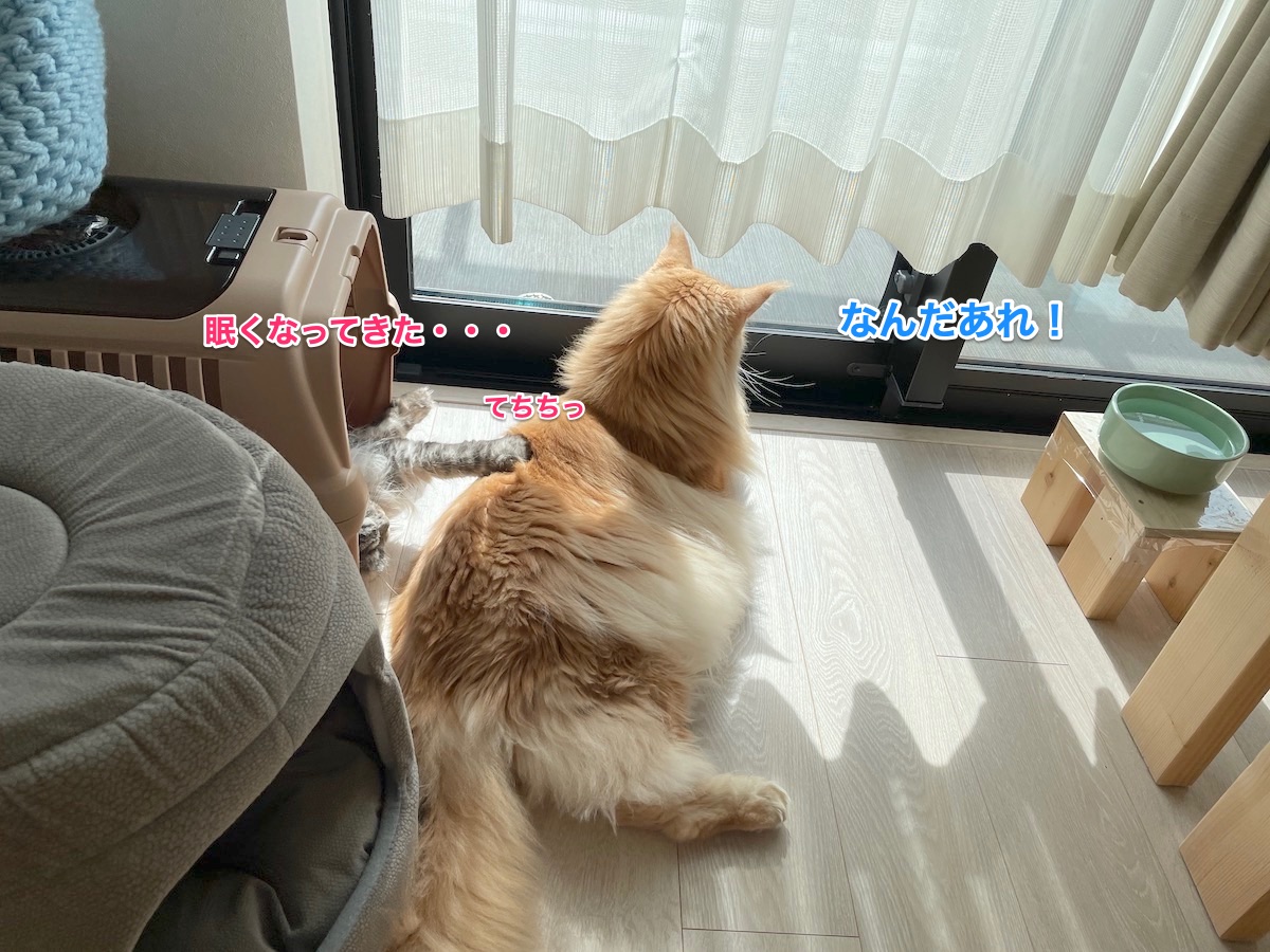 f:id:chikojirou:20210930215837j:plain