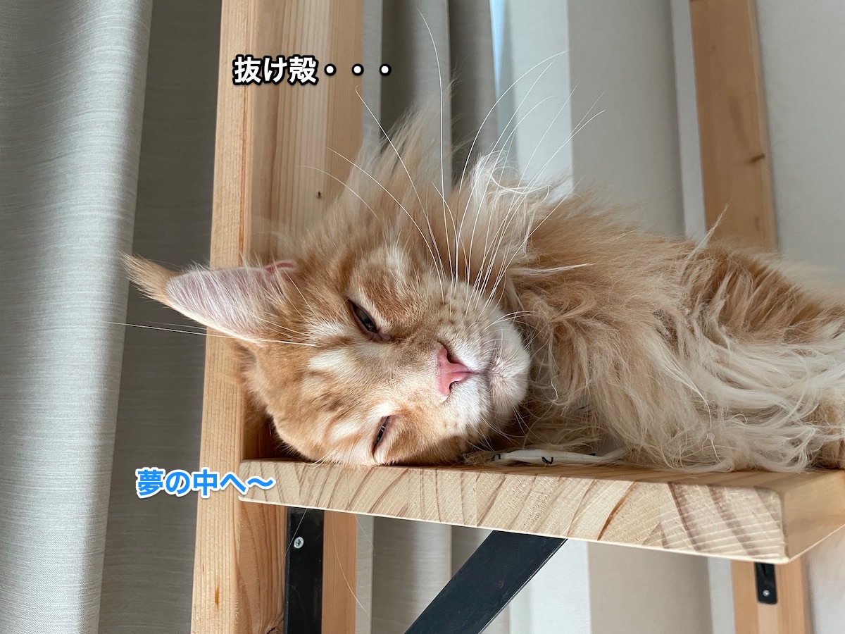 f:id:chikojirou:20211002194920j:plain