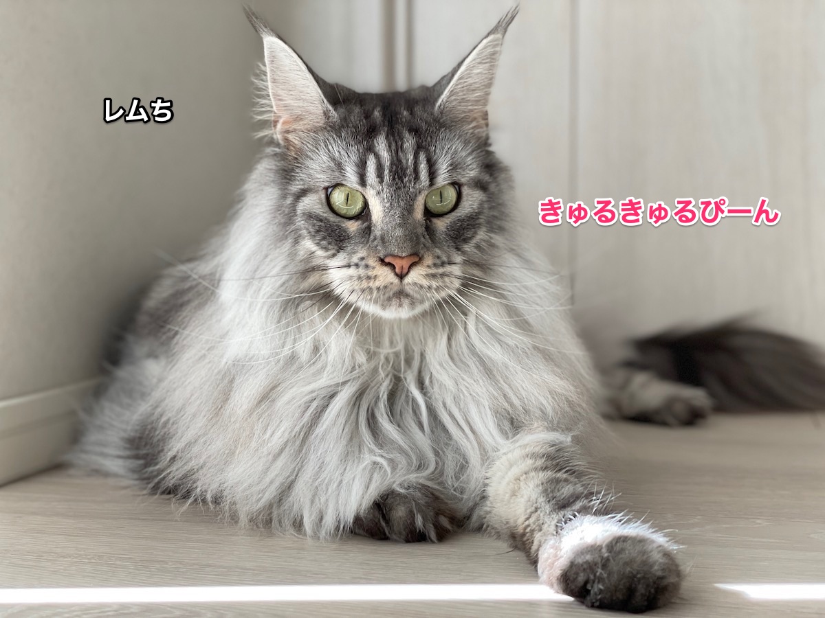 f:id:chikojirou:20211002194923j:plain