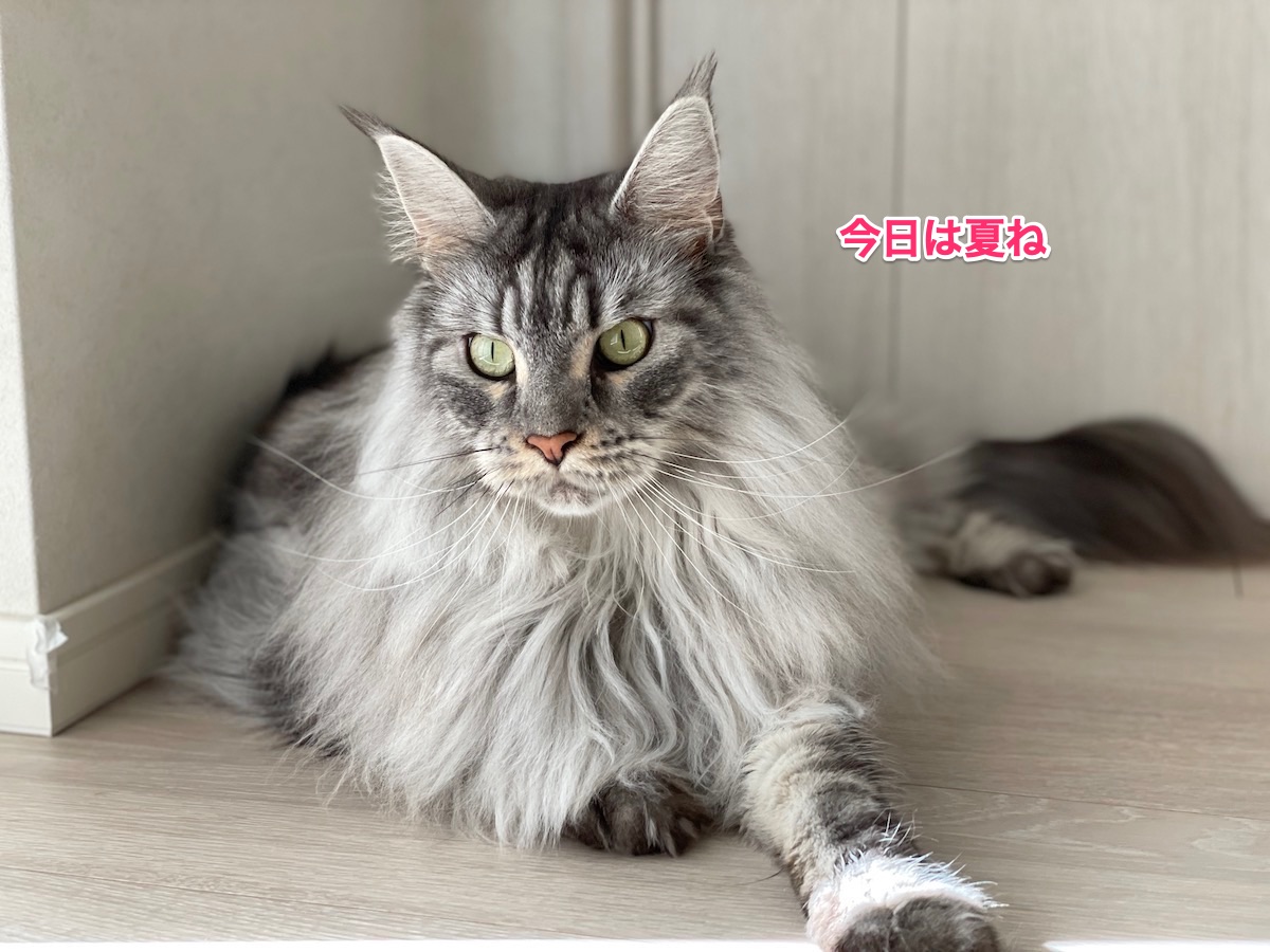 f:id:chikojirou:20211002194925j:plain