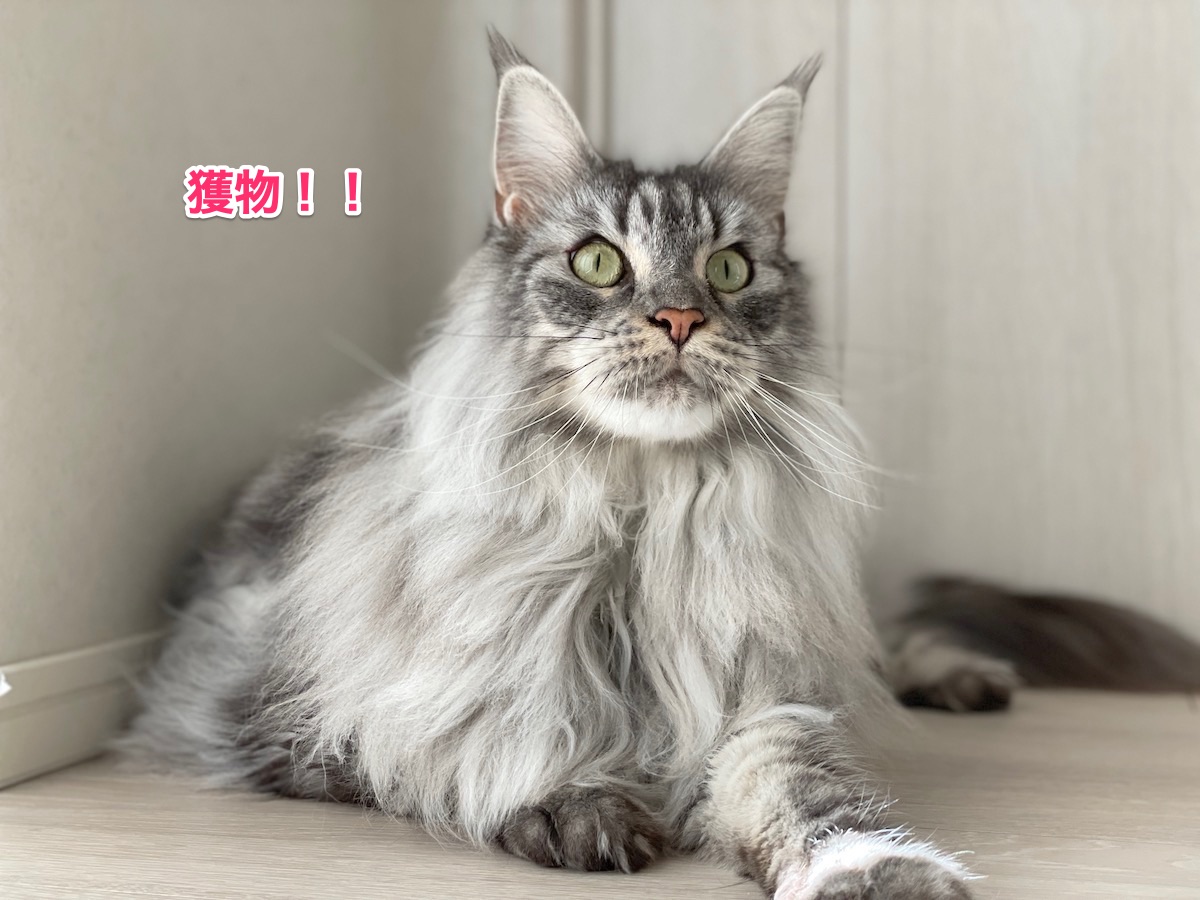 f:id:chikojirou:20211002194928j:plain