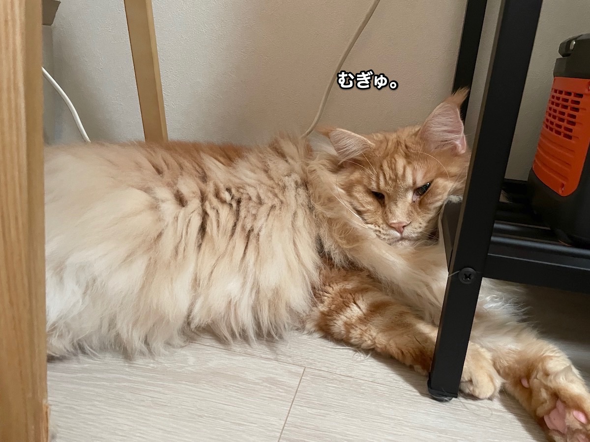 f:id:chikojirou:20211002194930j:plain