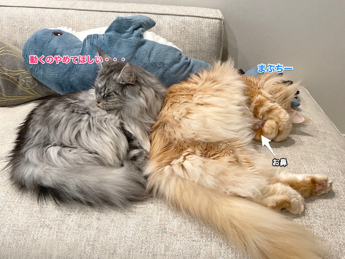 f:id:chikojirou:20211003200259j:plain