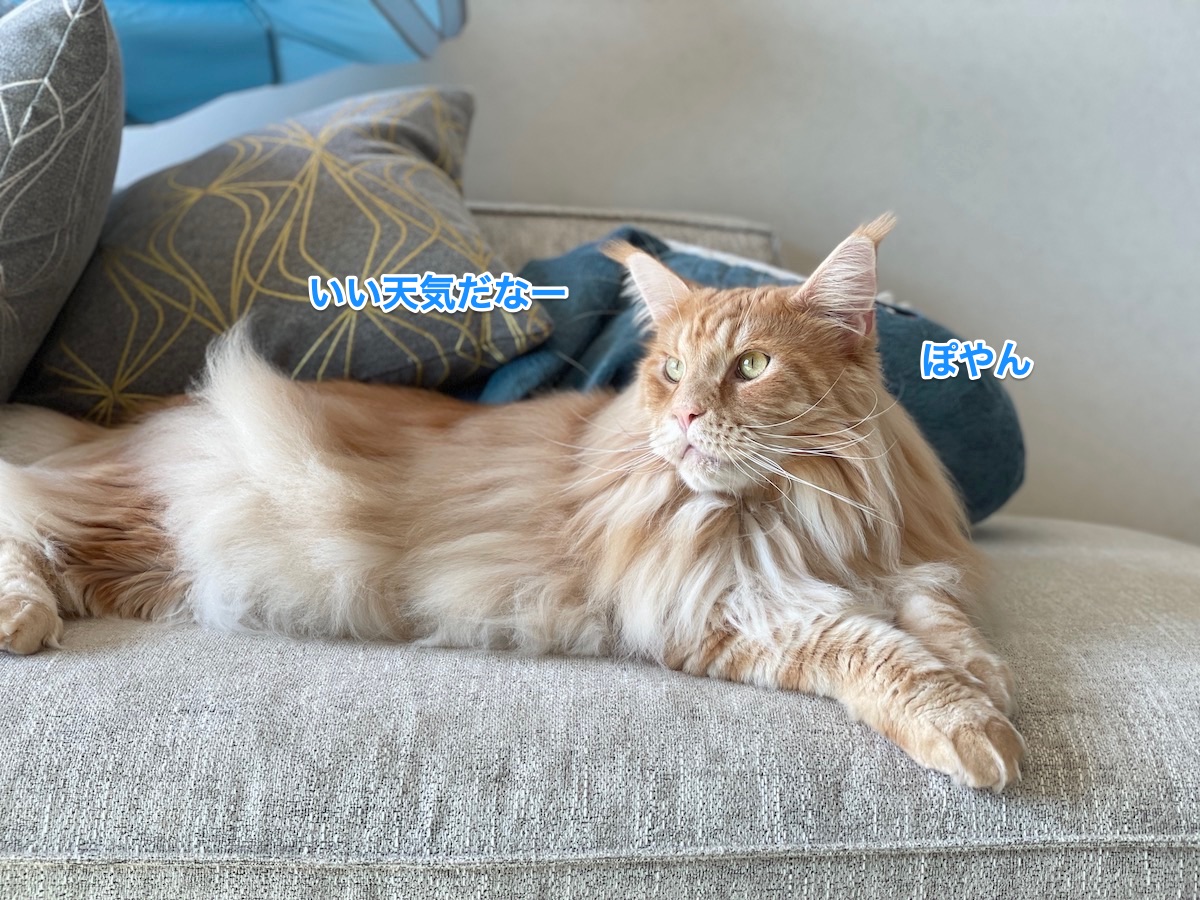 f:id:chikojirou:20211005211755j:plain