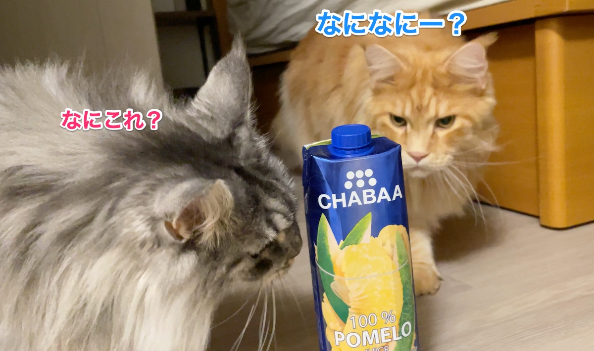 f:id:chikojirou:20211005211805j:plain
