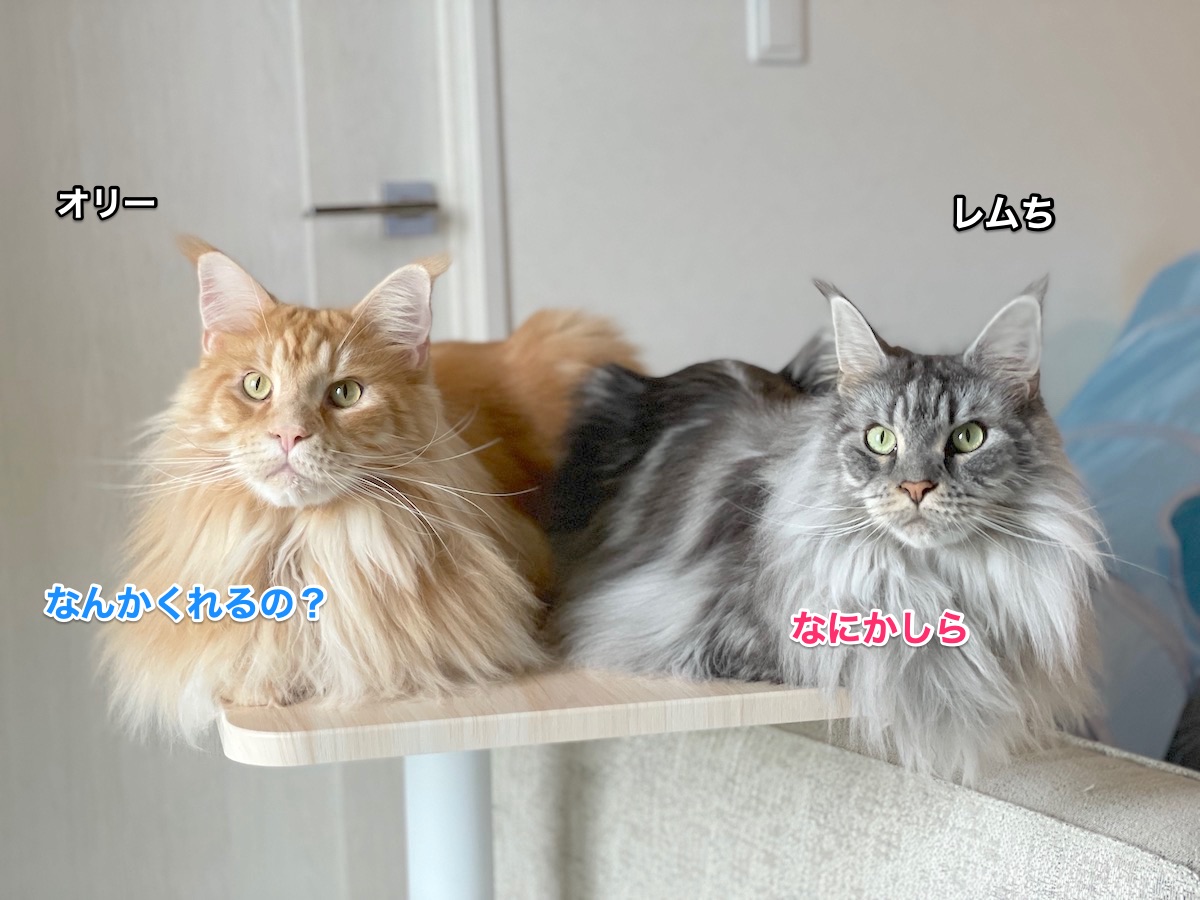 f:id:chikojirou:20211007204412j:plain