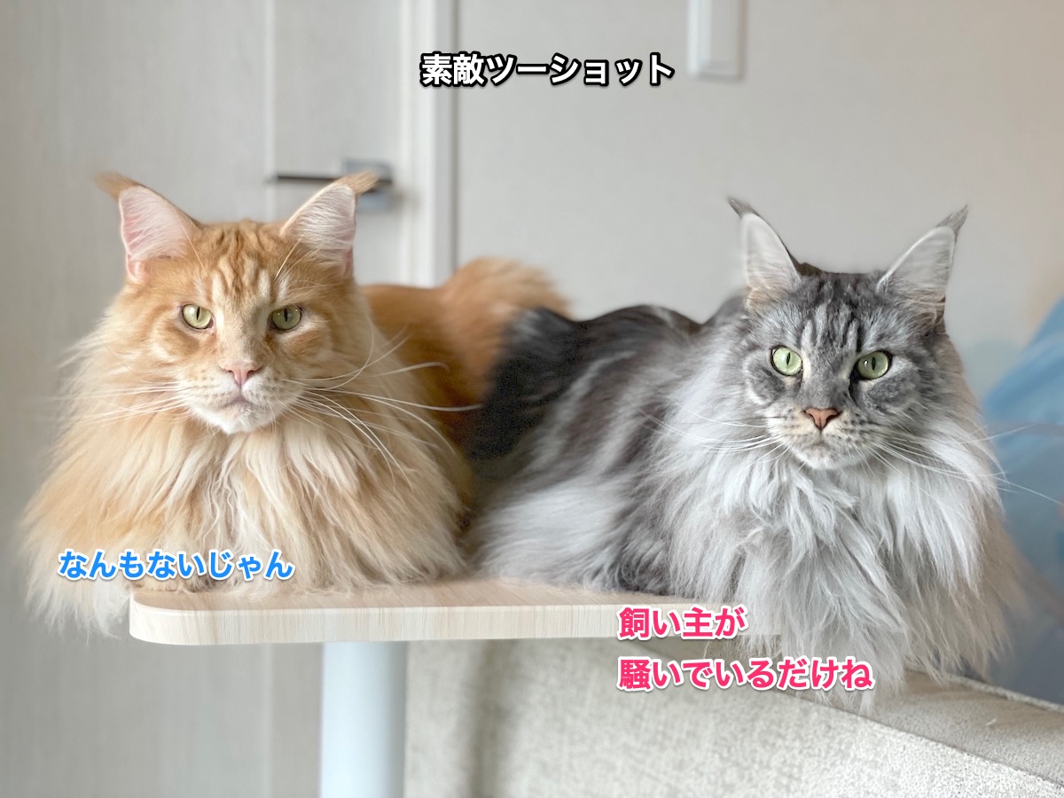 f:id:chikojirou:20211007204415j:plain