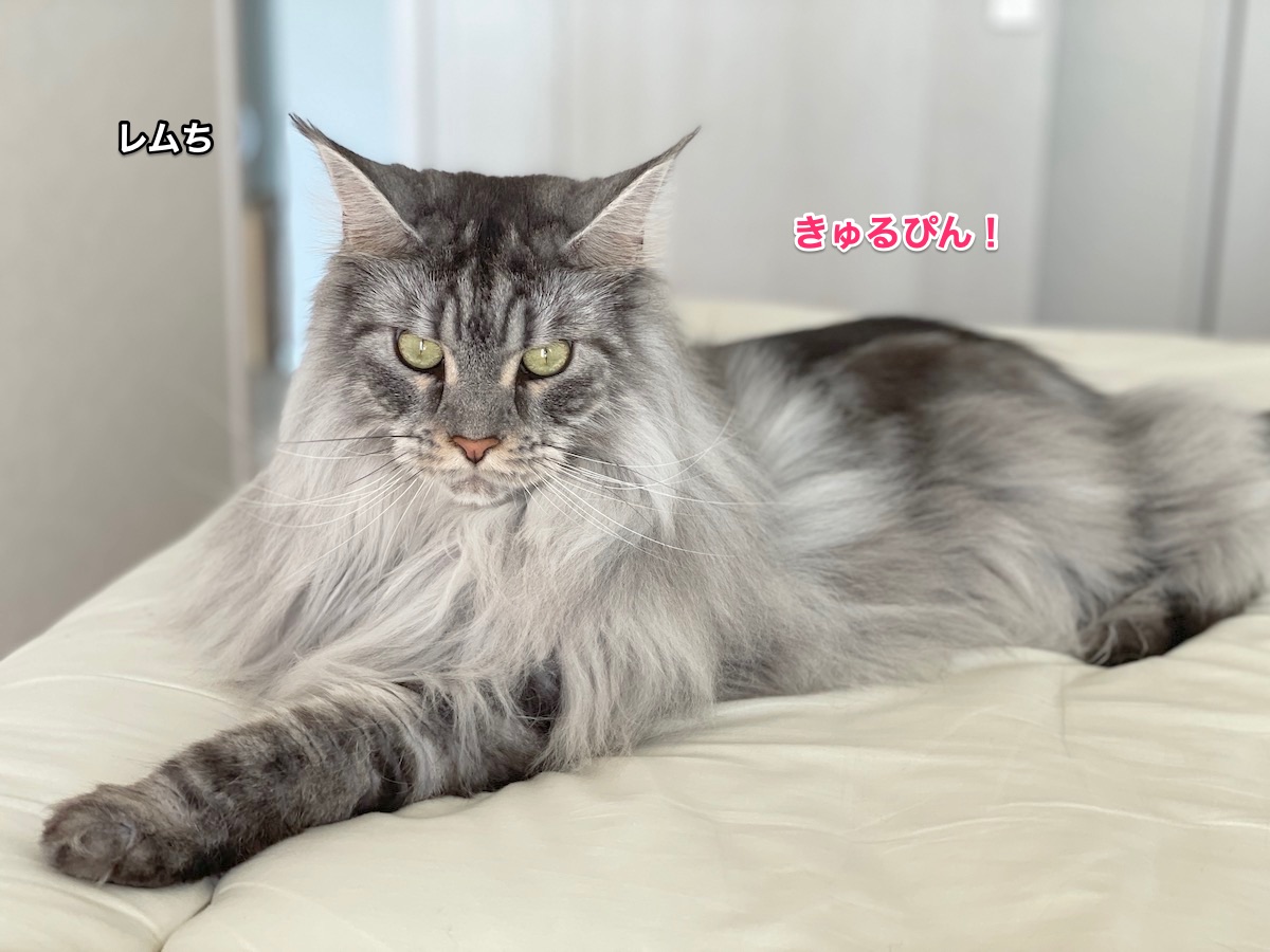 f:id:chikojirou:20211013210242j:plain