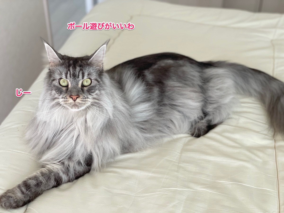 f:id:chikojirou:20211013210249j:plain