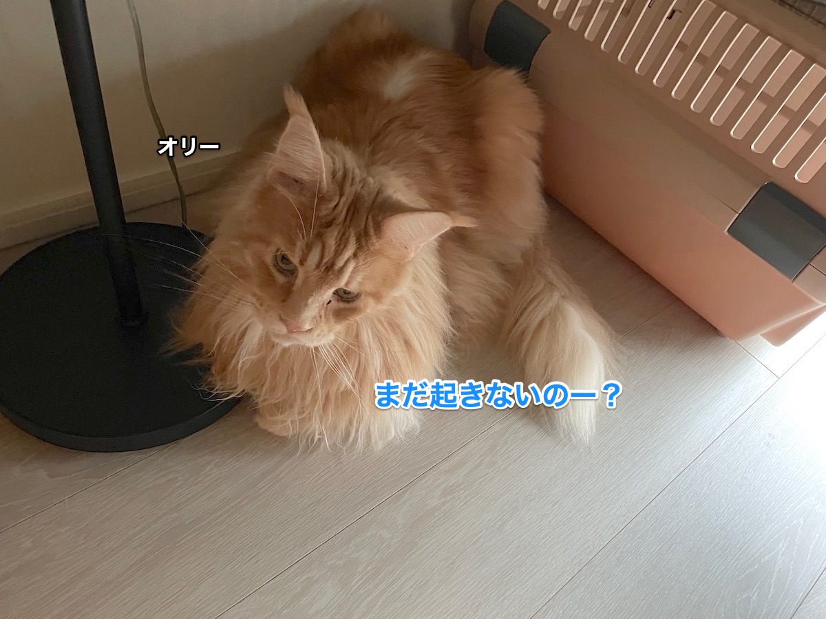 f:id:chikojirou:20211018211526j:plain