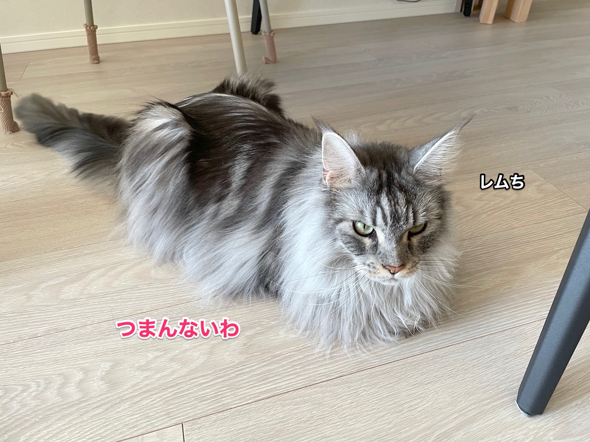 f:id:chikojirou:20211018211531j:plain