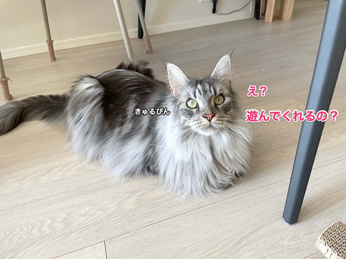 f:id:chikojirou:20211018211534j:plain