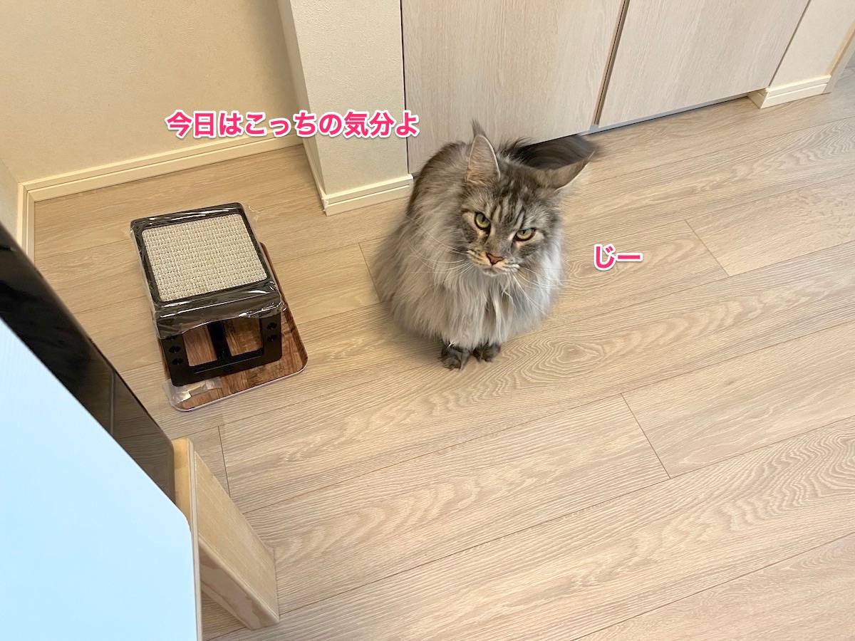 f:id:chikojirou:20211101212359j:plain