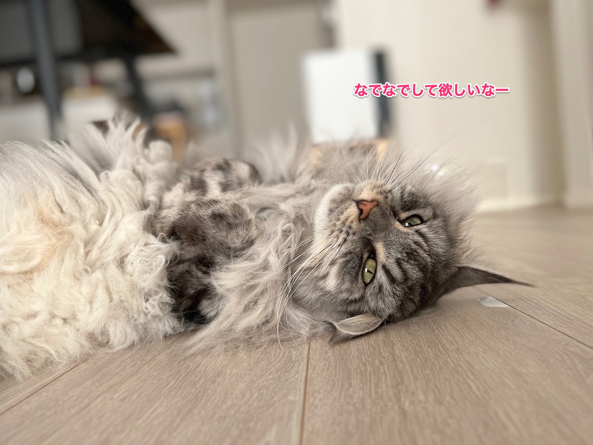 f:id:chikojirou:20211108212052j:plain