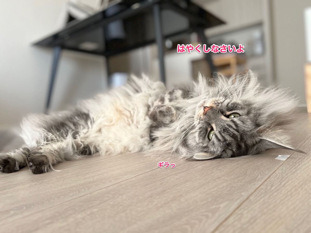f:id:chikojirou:20211108212055j:plain
