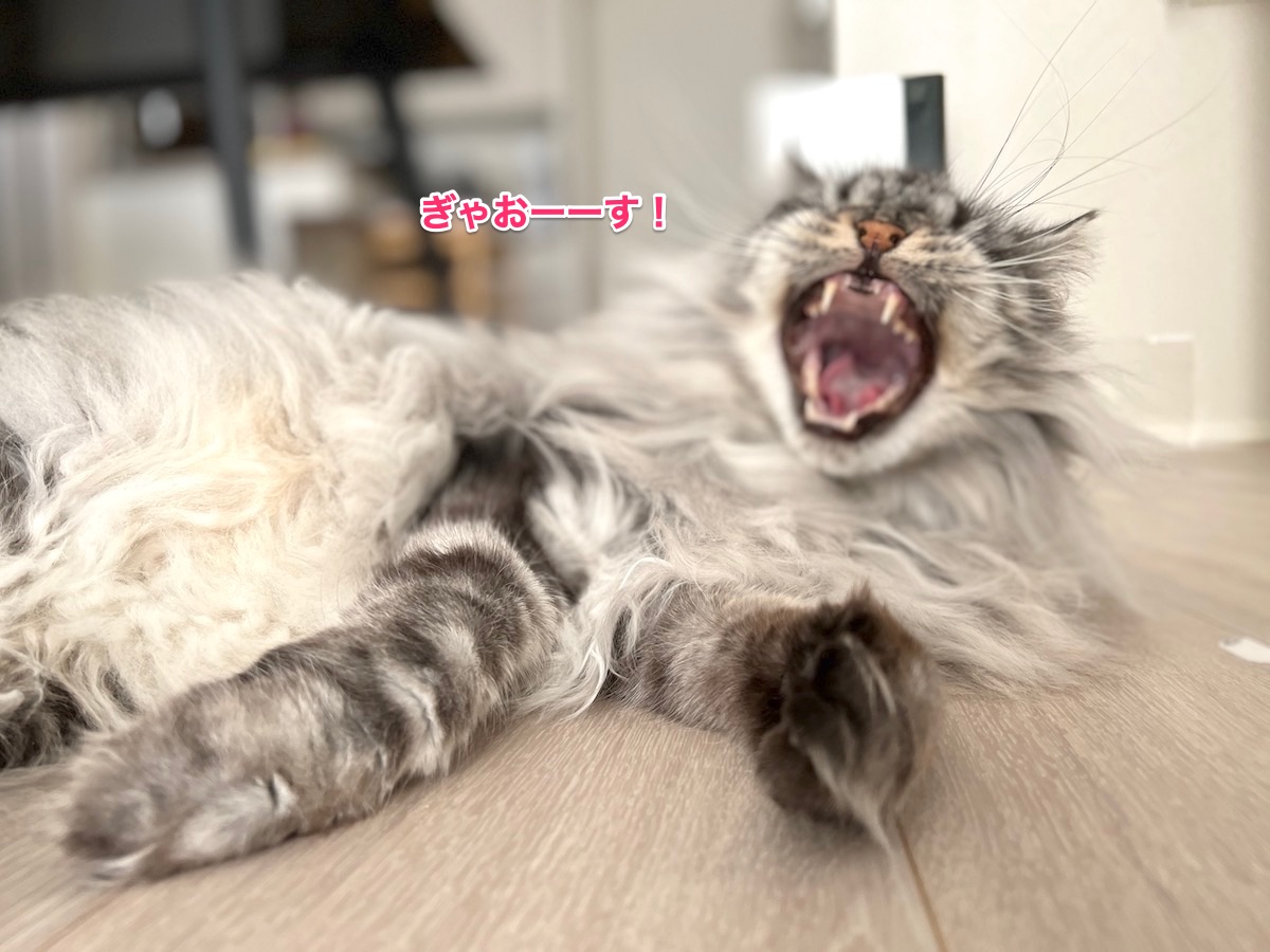 f:id:chikojirou:20211108212101j:plain