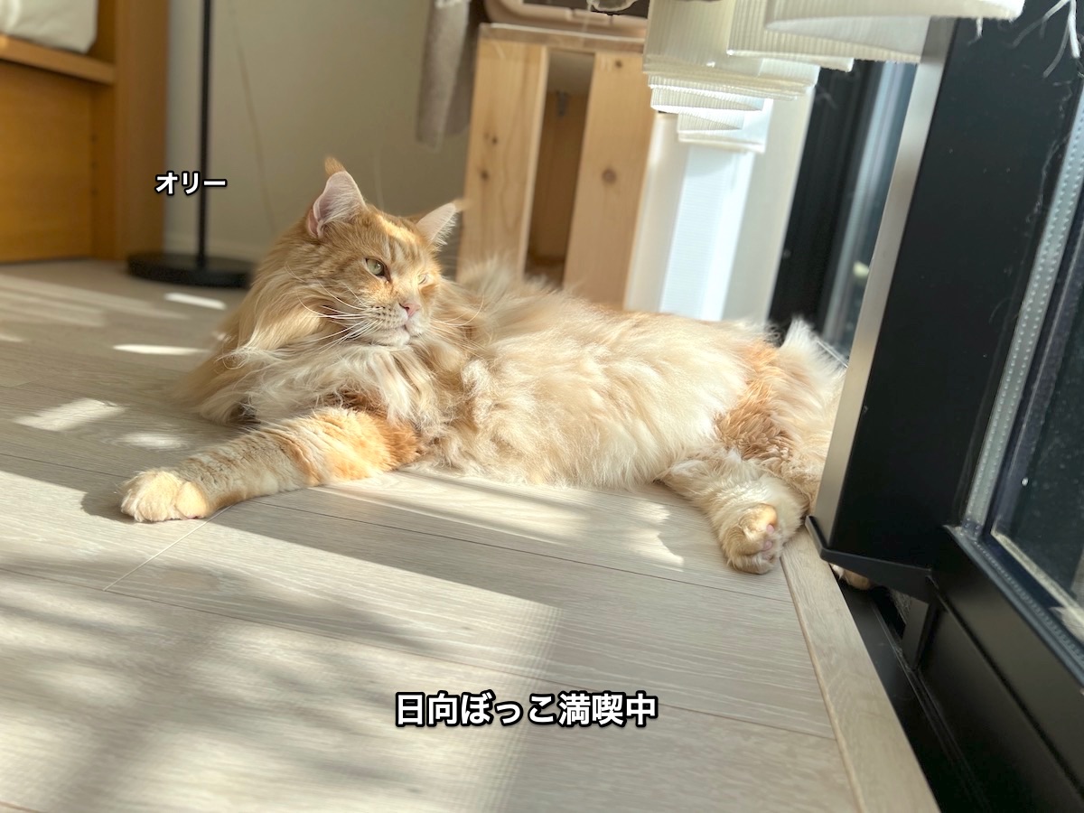 f:id:chikojirou:20211108212106j:plain