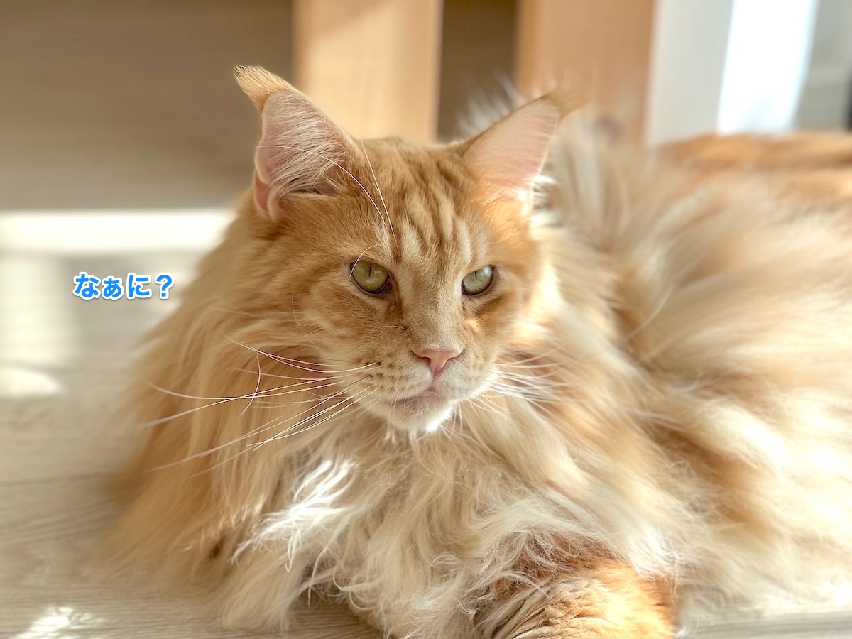 f:id:chikojirou:20211108212108j:plain