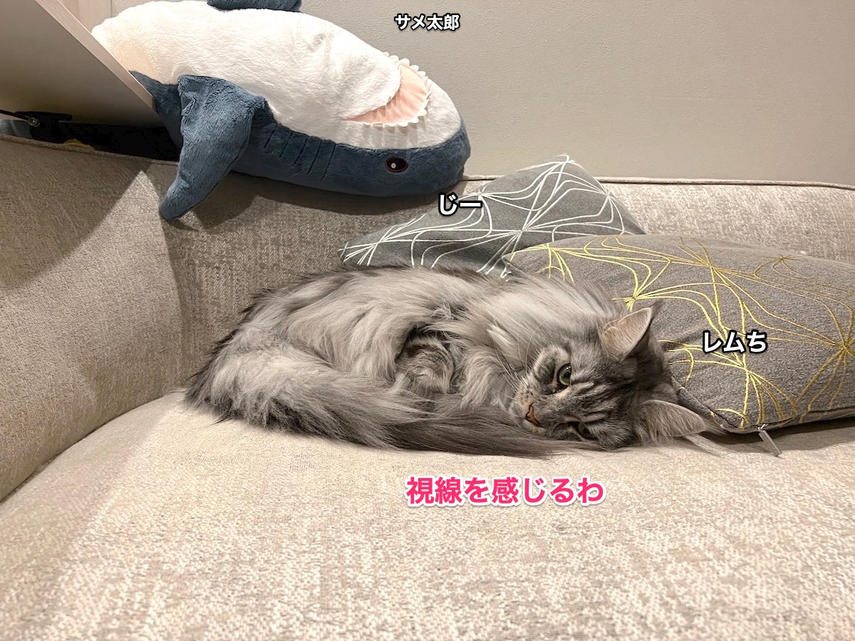 f:id:chikojirou:20211109215447j:plain
