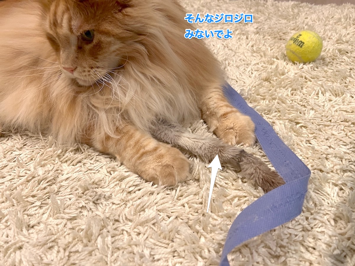 f:id:chikojirou:20211109215455j:plain