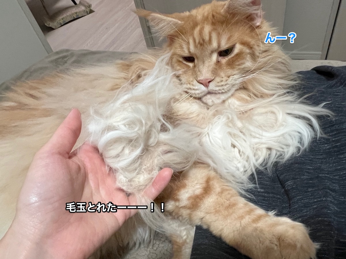 f:id:chikojirou:20211110213606j:plain
