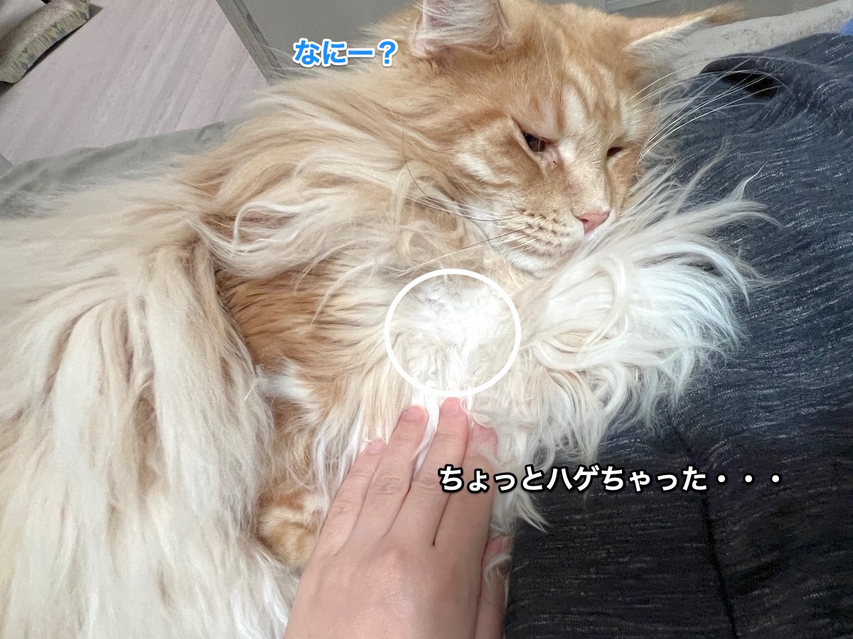 f:id:chikojirou:20211110213608j:plain