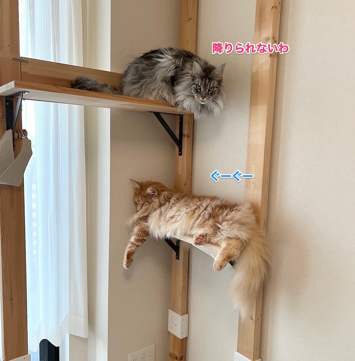 f:id:chikojirou:20211111210327j:plain