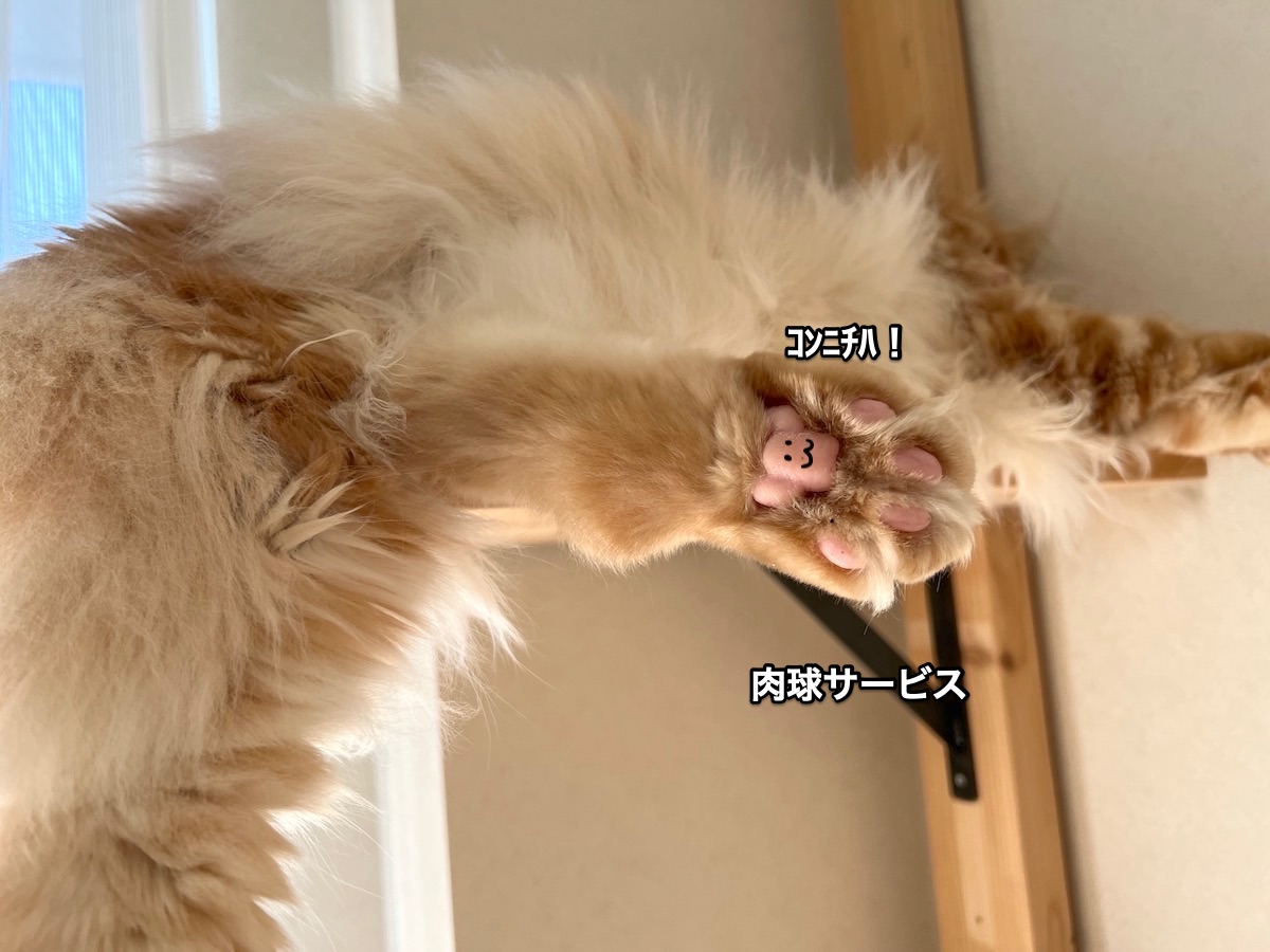 f:id:chikojirou:20211111210335j:plain